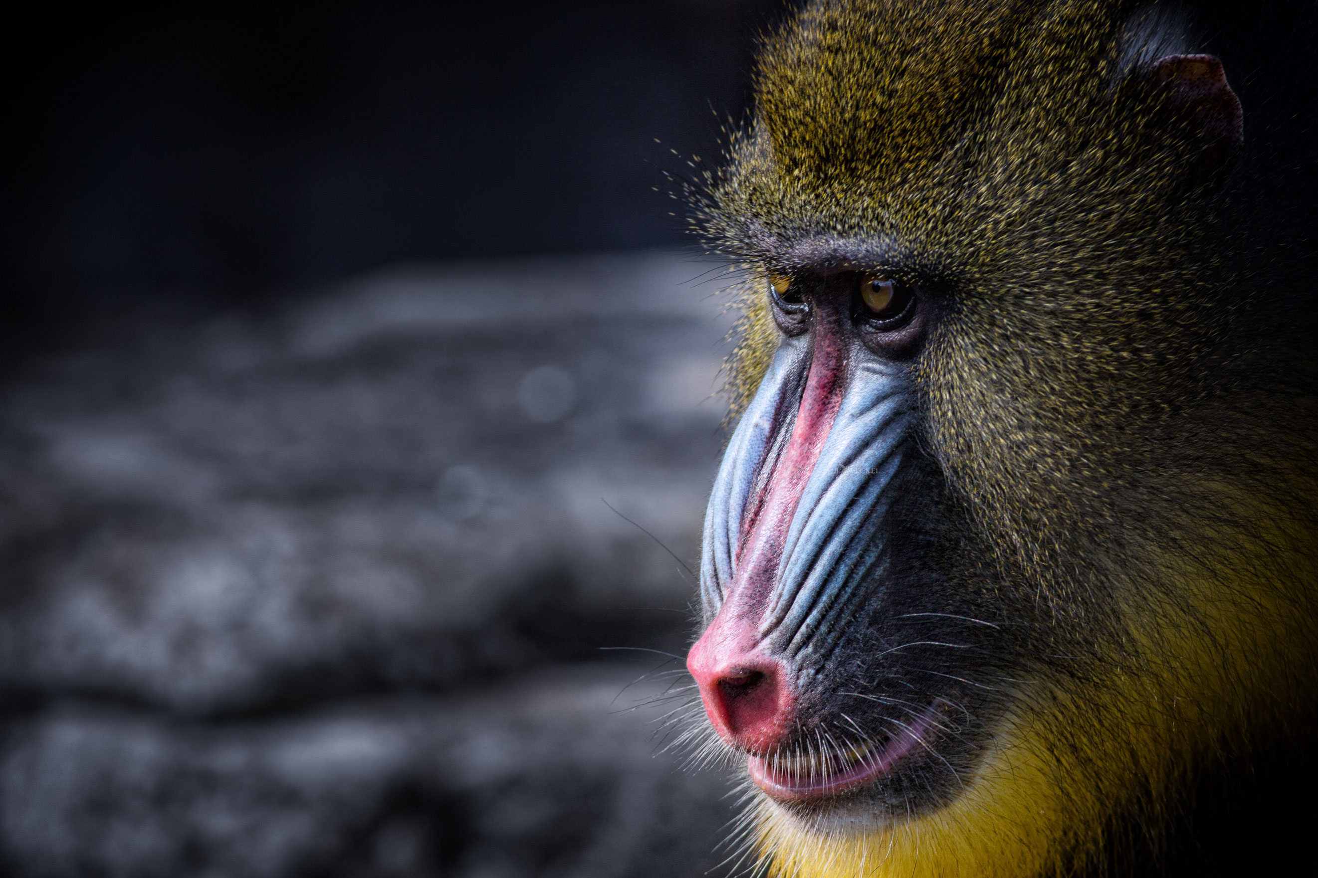 Portrait of a male baboon