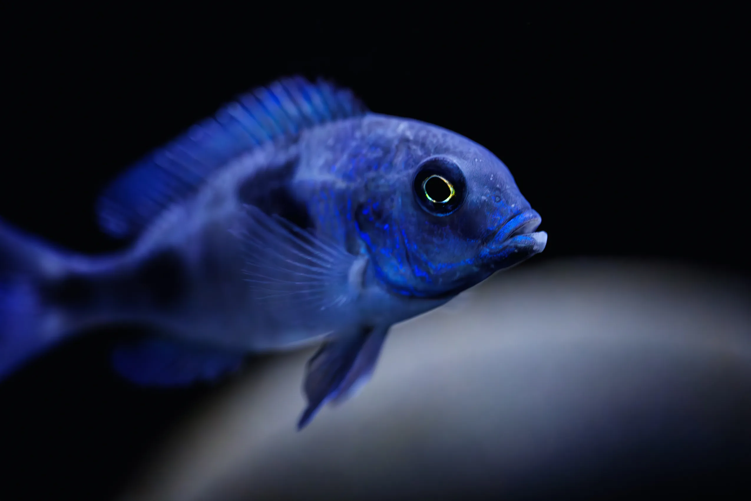 African Cichlids
