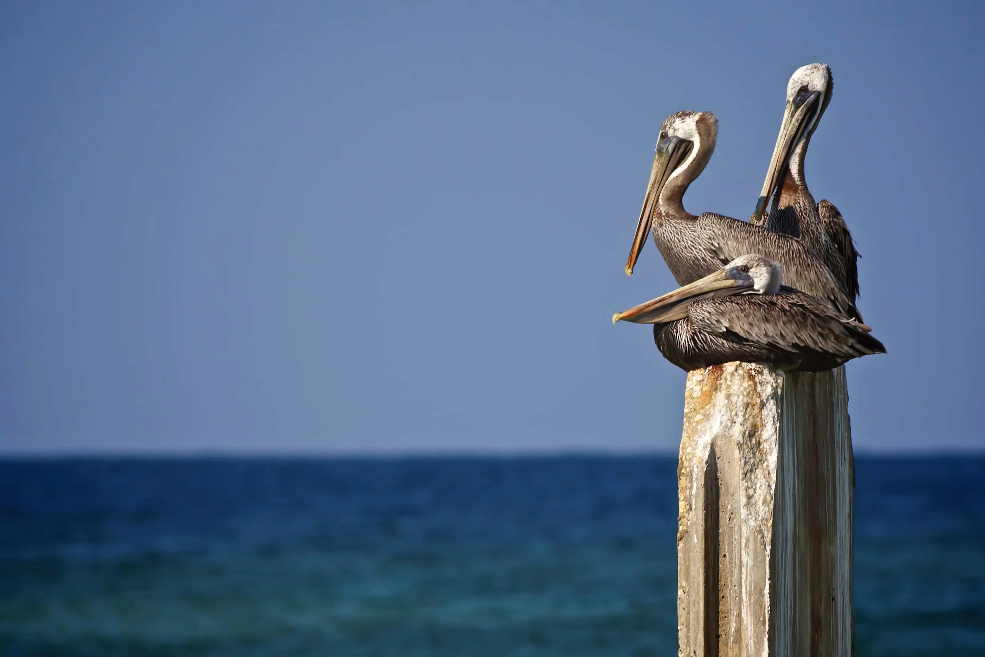 Photographing Pelicans